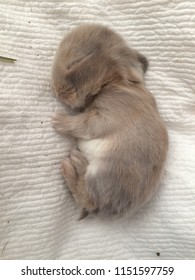 Sleeping Newborn Baby Bunny Rabbit, Holland Lop, Cuteness