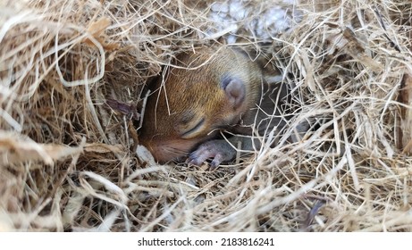 Sleeping Newborn Wild Chipmunk Squirrel Baby With Cute Adorable Small Face Cheek, Ear, Closed Eye, Nose Paw, Toes, Claws And Thumbs Isolated On Drey Or Nest Made Of Dry Twigs. Rodent Head Closeup View