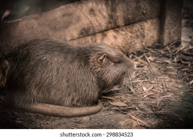 Sleeping nutria