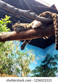 Sleeping On A Branch Clouded Leopard