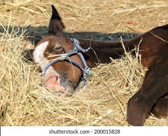 Sleeping on hay thoroughbred horse foal - Powered by Shutterstock