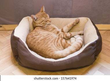 Sleeping Orange Cat In Cat Bed