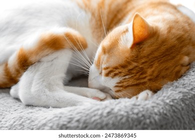 Sleeping orange and white cat curled up in a bed on a sunny morning. Whiskers of resting red kitten close up - Powered by Shutterstock