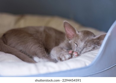 Sleeping Oriental Longhair Kitten in a cat bed