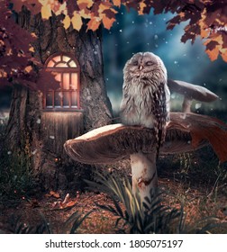 Sleeping owl sitting on mushroom in fantasy enchanted fairy tale pine forest and moon rays shine through the branches, funny cute bird, elf or gnome house in tree in deep dark fairytale magical wood