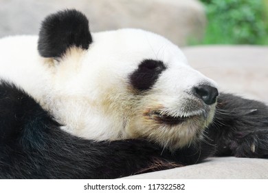 Panda Theme High Res Stock Images Shutterstock