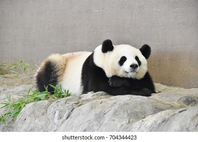 Sleeping Panda