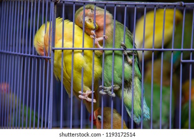 Sleeping Parrots In A Cage At Hong Kong Bird Market