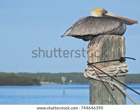 sleeping pelican on a pole