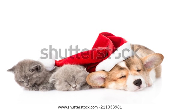 Sleeping Pembroke Welsh Corgi Puppy Dog Stock Photo Edit Now