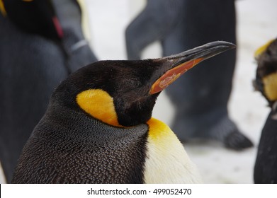 Sleeping Penguin