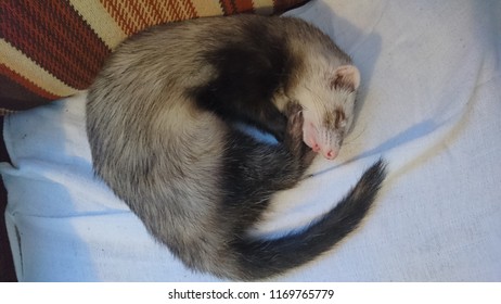 Sleeping Pet Skunk