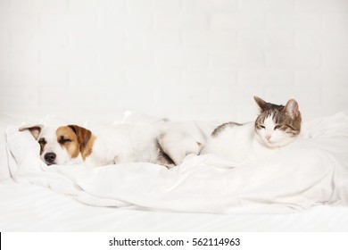 Sleeping Pets On Bed. Cat And Dog 