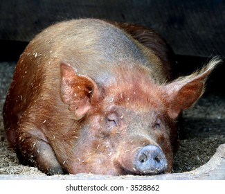 Sleeping Pig