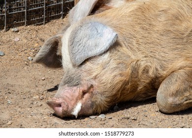 Sleeping Pig At The Red River Zoo, Fargo, North Dakota