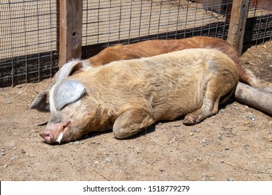 Sleeping Pig At The Red River Zoo, Fargo, North Dakota