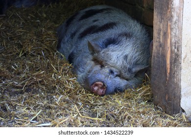 sleeping pig in a stable