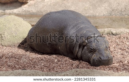 sleeping pigmy hippo detail close-up shot