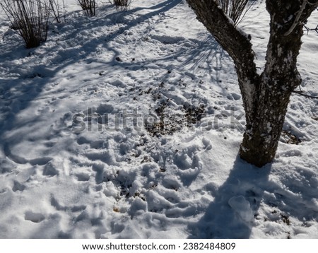 A sleeping place of roe deer (Capreolus capreolus) dug in the snow in cold winter. Roe deers don't sleep on snow only on the ground. Snow, brown soil and footprints of roe deers