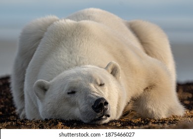 Sleeping Polar Bear On The Canadian Tundra