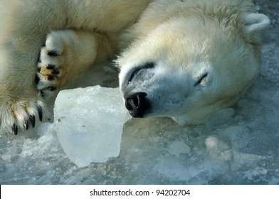 Sleepy Polar Bear High Res Stock Images Shutterstock - sleepy polar bear roblox