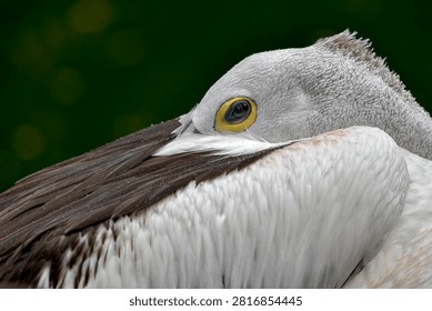 sleeping pose of a pelican