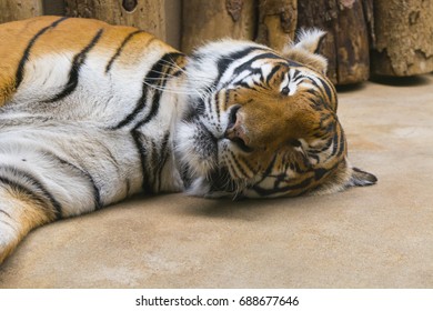 Sleeping predatory tiger - Shutterstock ID 688677646