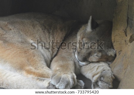 A sleeping puma