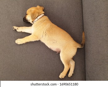 Sleeping Puppy, Black Mouth Cur Dog