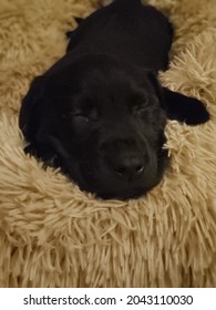 Sleeping Puppy Face In Snuggle Bed