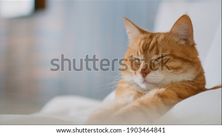 Sleeping red cat in bed close-up