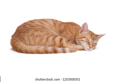 Sleeping red cat on white background. - Powered by Shutterstock