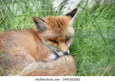 SLEEPING RED FOX IN GRASS