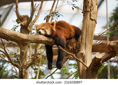 Sleeping red panda on the tree