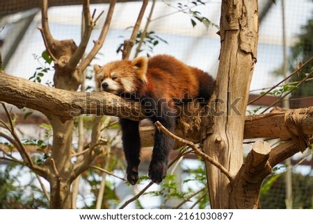 Sleeping red panda on the tree