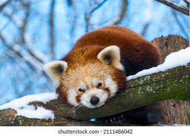 Sleeping red panda, its scientific name is Ailurus fulgens - Shutterstock ID 2111486042