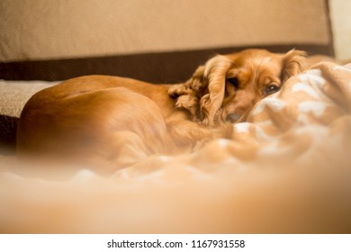 sleeping red-haired Spaniel