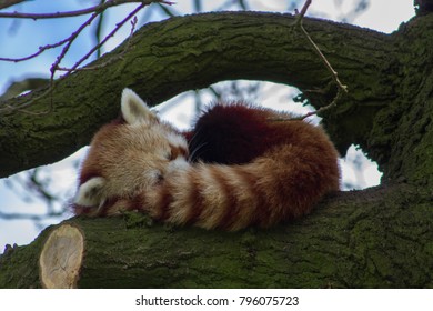 A sleeping redpanda