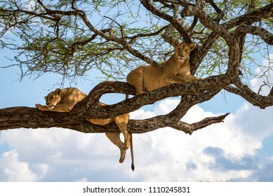 Sleeping And Relaxing Lions In A Tree