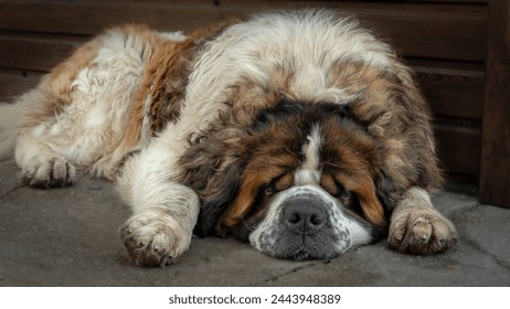 Sleeping Saint Bernard dog with brown and white fur - Powered by Shutterstock