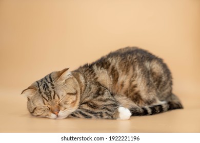 Chat De Race Images Photos Et Images Vectorielles De Stock Shutterstock