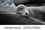 Sleeping sea lion; juvenile; female; pinniped.