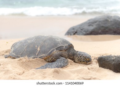 241 Sleepy Turtle Images, Stock Photos & Vectors 