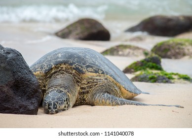 Sleeping Sea Turtle On Beach Stock Photo 1141040078 | Shutterstock