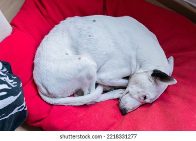 Sleeping Senior Bull Terrier Dog Showing Happiness While Dreaming In Its Comfortable Dog Bed