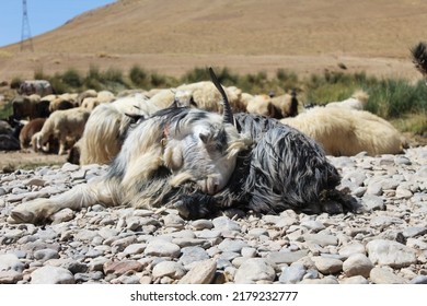 a sleeping sheep with a bell on his neck. a sheep with horns. a flock of sleepy sheep.