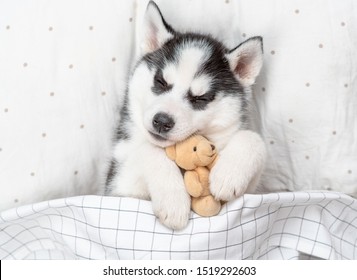 Sleeping Siberian Husky puppy embracing toy bear on pillow under blanket. Top view