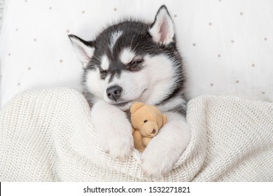 Sleeping Siberian Husky Puppy Embracing Toy Stock Photo 1532271821 ...