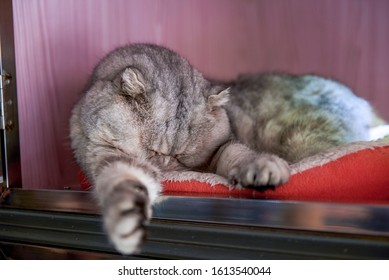 A sleeping silver gradient British shorthair cat