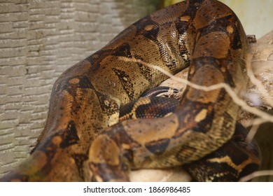 A Sleeping Snake In A Cage